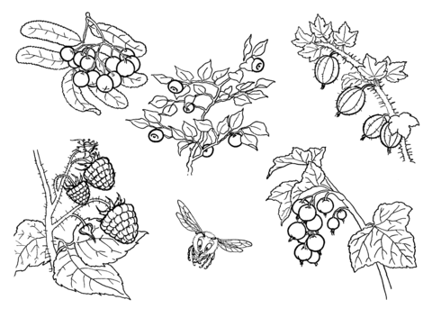 Berries  Coloring Page